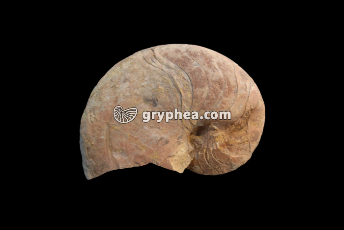 Nautile fossile - gryphea.com